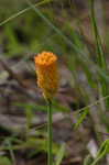 Orange milkwort